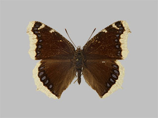 Nymphalis antiopa ssp. borealis