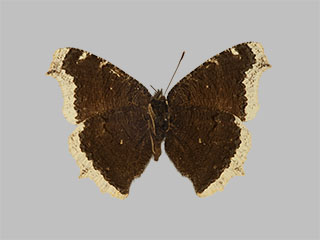 Nymphalis antiopa ssp. borealis