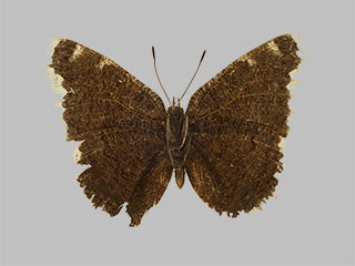 Nymphalis antiopa ssp. yedaluna