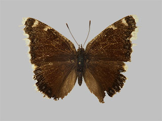 Nymphalis antiopa ssp. yedaluna