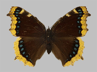 Nymphalis antiopa ssp. yedaluna