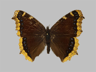 Nymphalis antiopa ssp. yedaluna