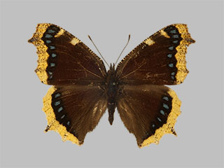 Nymphalis antiopa ssp. yedaluna