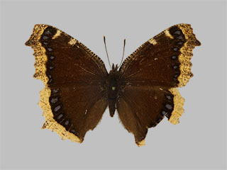 Nymphalis antiopa ssp. yedaluna