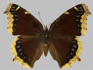 Nymphalis antiopa ssp. lintnerii