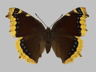 Nymphalis antiopa ssp. antiopa