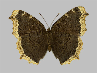 Nymphalis antiopa ssp. yedaluna