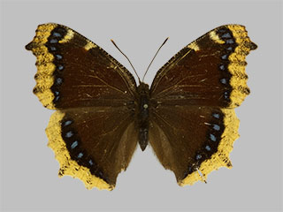 Nymphalis antiopa ssp. yedaluna