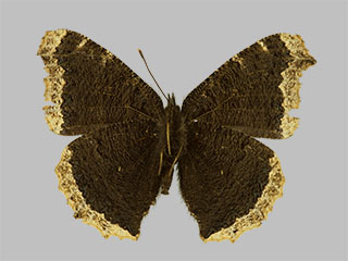 Nymphalis antiopa ssp. yedaluna