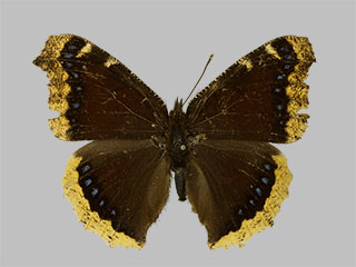 Nymphalis antiopa ssp. yedaluna