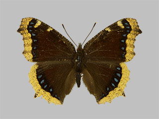 Nymphalis antiopa ssp. yedaluna