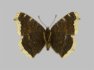 Nymphalis antiopa ssp. antiopa