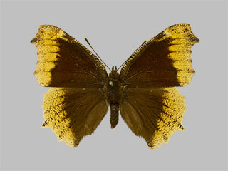 Nymphalis antiopa f. hygiaea