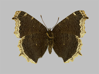 Nymphalis antiopa ssp. antiopa