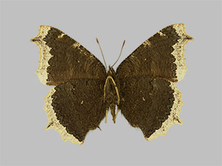 Nymphalis antiopa ssp. borealis