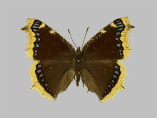 Nymphalis antiopa ssp. borealis