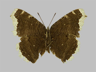 Nymphalis antiopa ssp. borealis