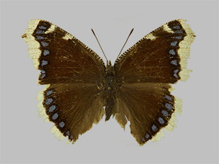 Nymphalis antiopa ssp. borealis