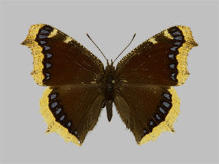 Nymphalis antiopa ssp. antiopa