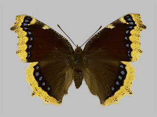 Nymphalis antiopa ssp. lintnerii