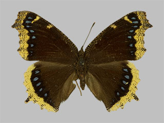 Nymphalis antiopa ssp. lintnerii