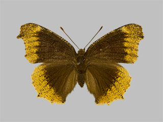 Nymphalis antiopa f. hygiaea