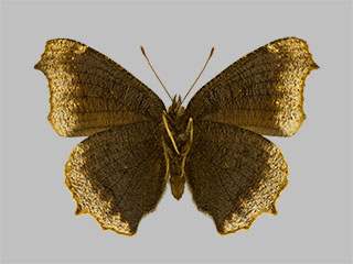 Nymphalis antiopa f. hygiaea