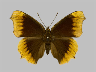 Nymphalis antiopa f. hygiaea