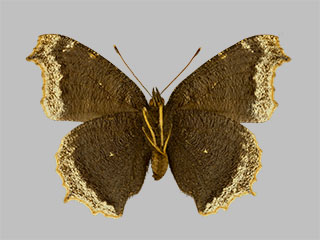 Nymphalis antiopa f.