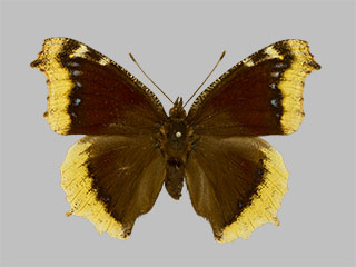 Nymphalis antiopa f.