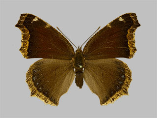 Nymphalis antiopa f. daubii