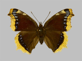 Nymphalis antiopa f.