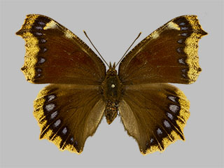 Nymphalis antiopa f.