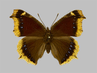 Nymphalis antiopa f.