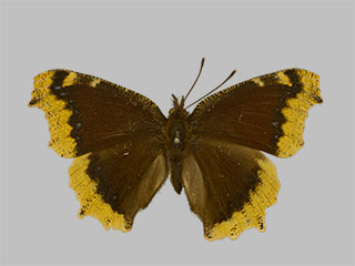 Nymphalis antiopa f.