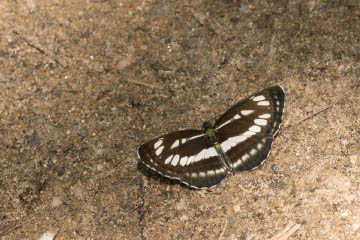 Ein Schwarzbrauner Trauerfalter (Neptis sappho) am Nestos in den griechischen Rhodopen