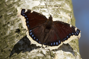 Sich sonnender Trauermantel (Nymphalis antiopa) auf einem Birke (Betula)-Stamm