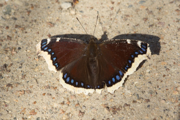 Trauermantel (Nymphalis antiopa)