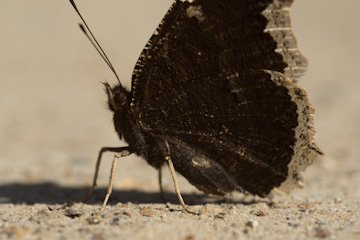 Trauermantel (Nymphalis antiopa)