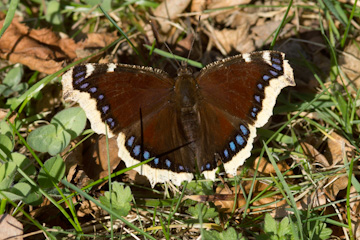 Trauermantel (Nymphalis antiopa)