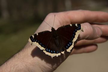 Ein Trauermantel (Nymphalis antiopa) auf einer Hand sitzend