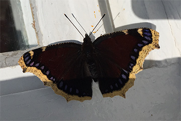 Trauermantel (Nymphalis antiopa) auf einem Fensterrahmen