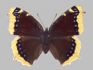 Nymphalis antiopa antiopa (Zuchtaufnahme); Sammlung Museum Koenig, Bonn, Deutschland; Fotograf: Ingo Daniels (23. Oktober 2009); Zucht: Hubert Roer; Mazedonien, Griechenland (Juni 1968)