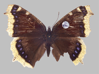 Nymphalis antiopa antiopa mit Flügeletikettierung (Zuchtaufnahme); Sammlung Museum Koenig, Bonn, Deutschland; Untersuchungen zum Migrationsverhalten des Trauermantels, von Hubert Roer, Bonn: Wiedergefangener Versuchsfalter.; Fotograf: Ingo Daniels (23. Oktober 2009); Zucht: Hubert Roer