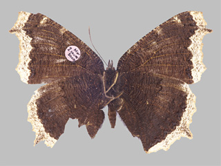 Nymphalis antiopa antiopa (Rückseite mit Flügeletikettierung) (Zuchtaufnahme); Sammlung Museum Koenig, Bonn, Deutschland; Untersuchungen zum Migrationsverhalten des Trauermantels, von Hubert Roer, Bonn: Wiedergefangener Versuchsfalter.; Fotograf: Ingo Daniels (23. Oktober 2009); Zucht: Hubert Roer