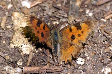 Überwinterter Großer Fuchs (Nymphalis polychloros)