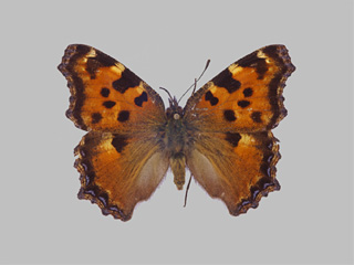 Nymphalis polychloros [57 mm]; Sammlung: Museum Koenig, Bonn, Deutschland; Fotograf: Ingo Daniels (23. Oktober 2009)
