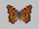 Nymphalis polychloros [57 mm]; Sammlung: Museum Koenig, Bonn, Deutschland; Fotograf: Ingo Daniels (23. Oktober 2009)