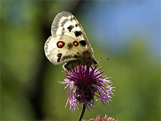 Apollofalter (Parnassius apollo) auf Skabiosen-Flockenblume (Centaurea scabiosa)