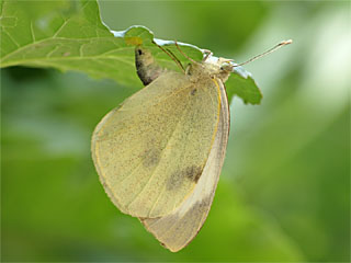 Weiblicher Großer Kohlweißling (Pieris brassicae) bei der Eiablage